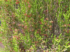 Passerina montana