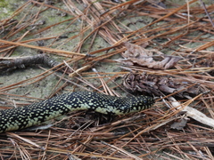 Lampropeltis nigra