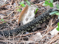 Lampropeltis nigra