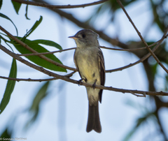 Contopus cinereus