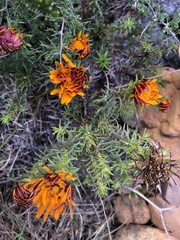 Oedera capensis