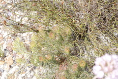 Serruria inconspicua