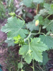 Modiolastrum malvifolium