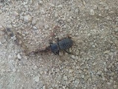 Cryptoglossa variolosa