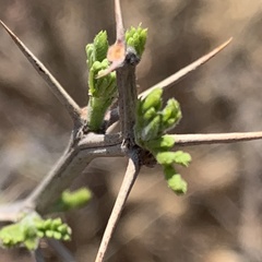 Acacia arenaria image