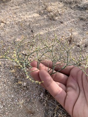 Eriogonum brachyanthum