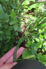 Phyteuma betonicifolium