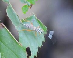 Lymeon orbus