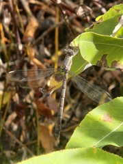Lestidae