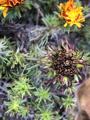 Oedera capensis