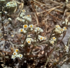 Helichrysum indicum