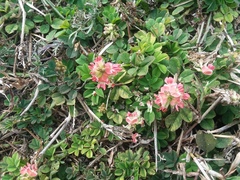 Indigofera spicata