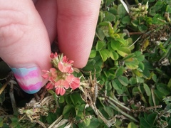 Indigofera spicata