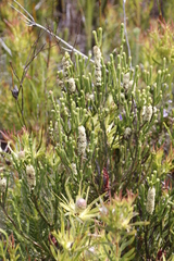 Erica sessiliflora