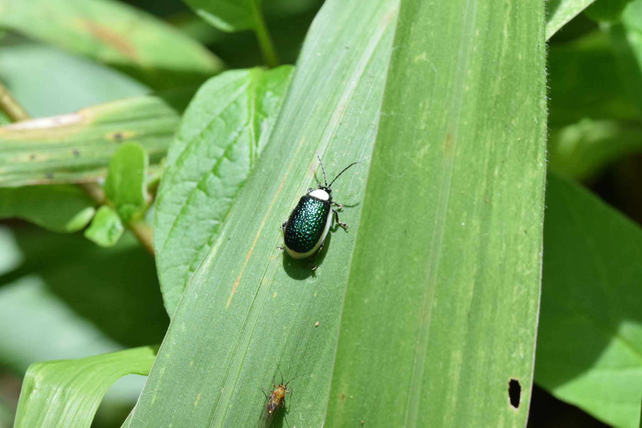 Chrysomelidae image