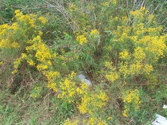 Gelsemium sempervirens