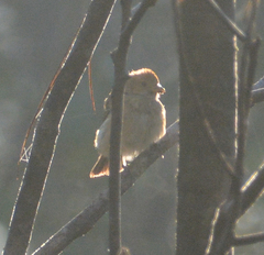 Passerina cyanea