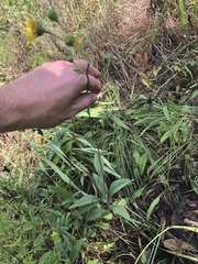 Helianthus occidentalis