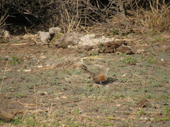 Rhinocrypta lanceolata