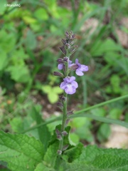 Aloysia