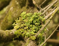 Peperomia tetraphylla