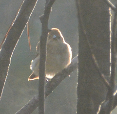 Passerina cyanea