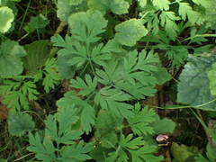 Dicentra formosa