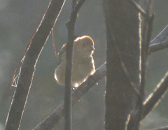 Passerina cyanea