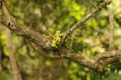 Peperomia tetraphylla