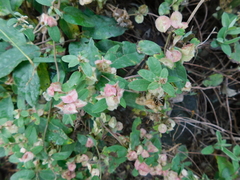Gaudichaudia cynanchoides