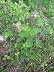 Aloysia