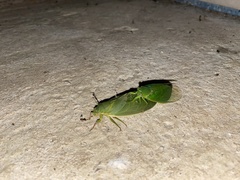 Cystosoma saundersii