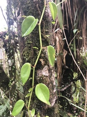 Peperomia serpens