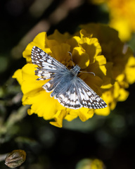 Burnsius communis