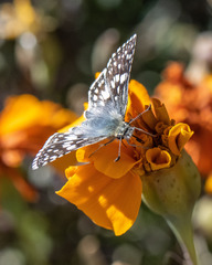 Burnsius communis