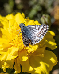 Burnsius communis