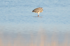 Ardea cinerea