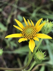 Helianthus occidentalis