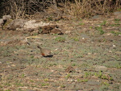 Rhinocrypta lanceolata