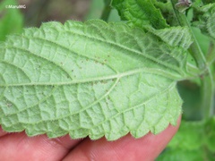 Aloysia
