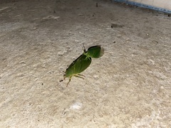 Cystosoma saundersii