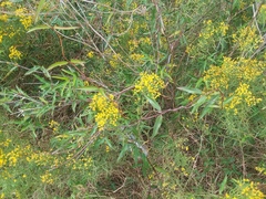 Gelsemium sempervirens