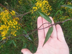 Gelsemium sempervirens