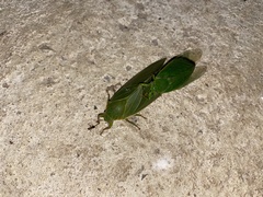 Cystosoma saundersii