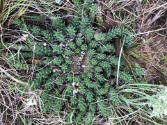 Euphorbia flanaganii