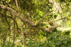Peperomia tetraphylla