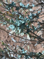 Artemisia bigelovii