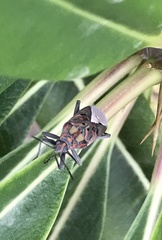 Spilostethus pandurus elegans