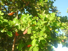 Terminalia catappa