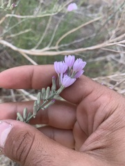 Stephanomeria virgata